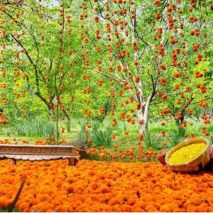 Vatna/ Haldi Backdrop